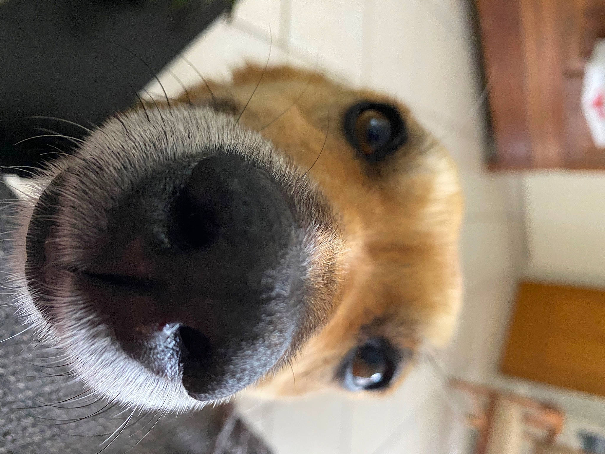 Fidjee a rejoint le concours — aidez-le/la à gagner de superbes lots ! canidae, carnivore, close_up, companion_dog, dog, dog_breed, ear, eyelash, fawn, fur, paw, puppy, snout, sporting_group, terrestrial_animal, toy_dog, whiskers, working_animal