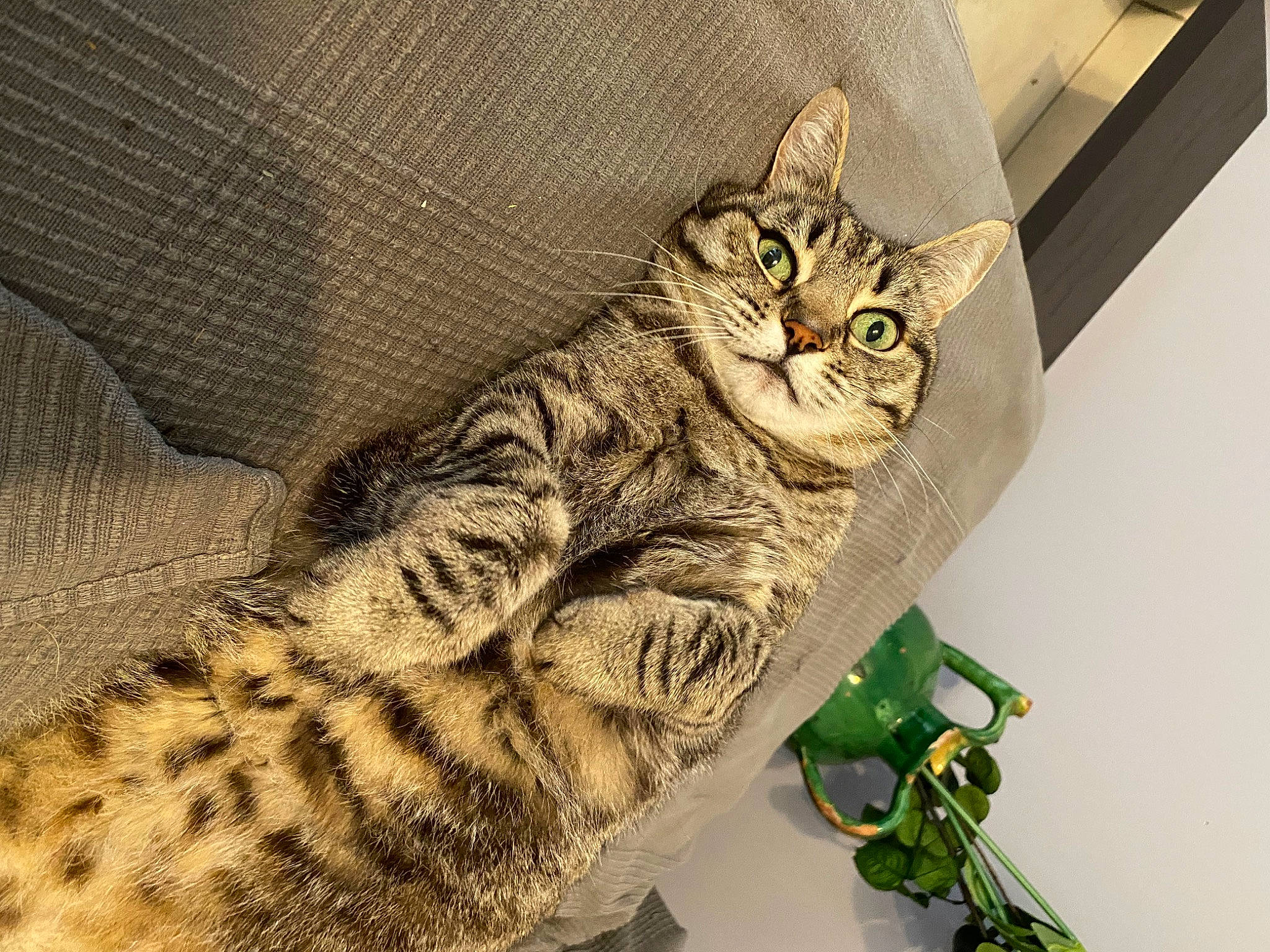 Misty a rejoint le concours — aidez-le/la à gagner de superbes lots ! carnivore, cat, claw, comfort, couch, domestic_short_haired_cat, eye, felidae, fur, grass, military_camouflage, pattern, paw, small_to_medium_sized_cats, snout, tail, terrestrial_animal, whiskers, wildlife, window