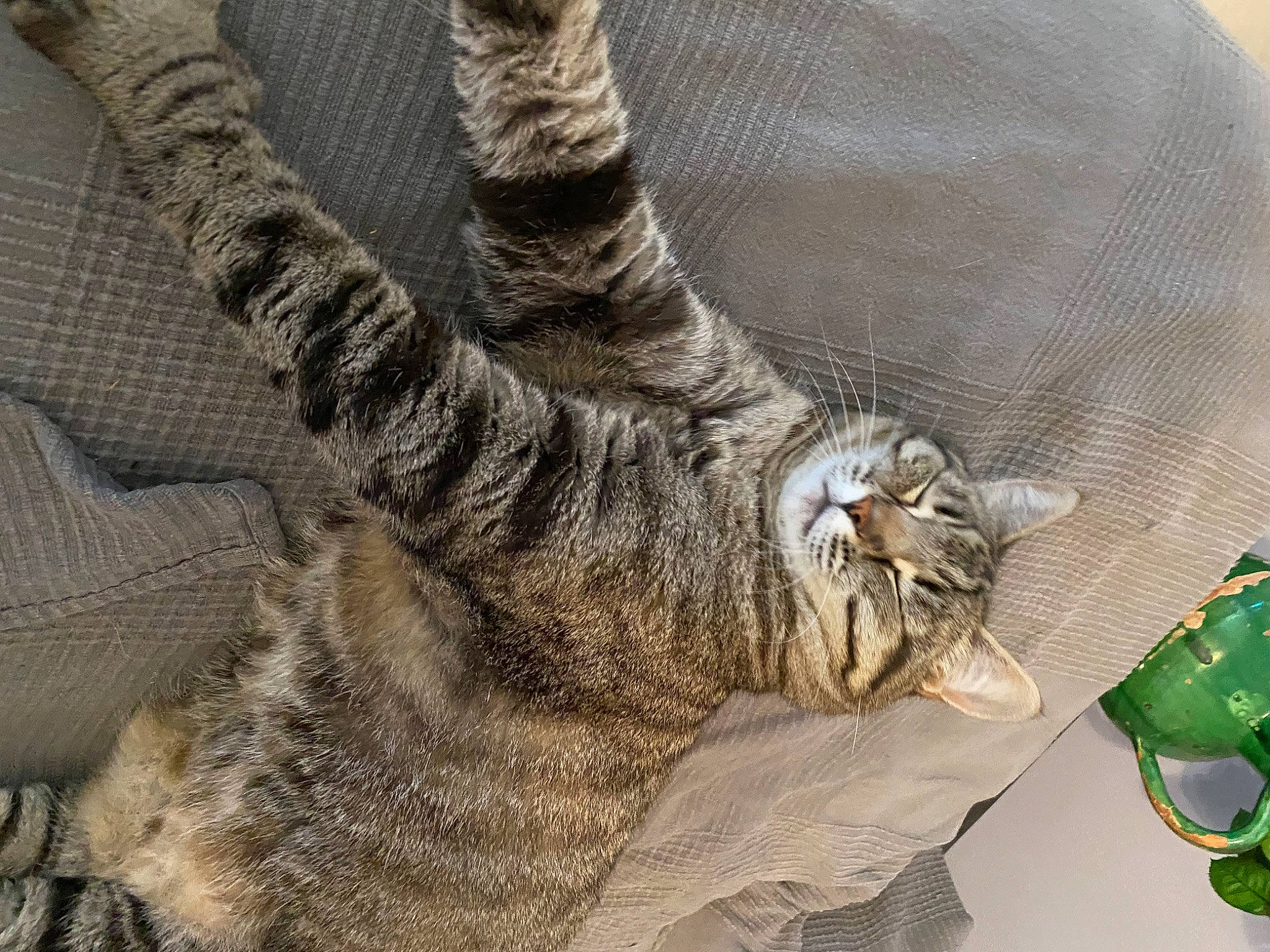 Misty a rejoint le concours — aidez-le/la à gagner de superbes lots ! carnivore, cat, claw, comfort, domestic_short_haired_cat, felidae, fur, gesture, grey, human_leg, paw, small_to_medium_sized_cats, snout, tail, thread, whiskers, wood