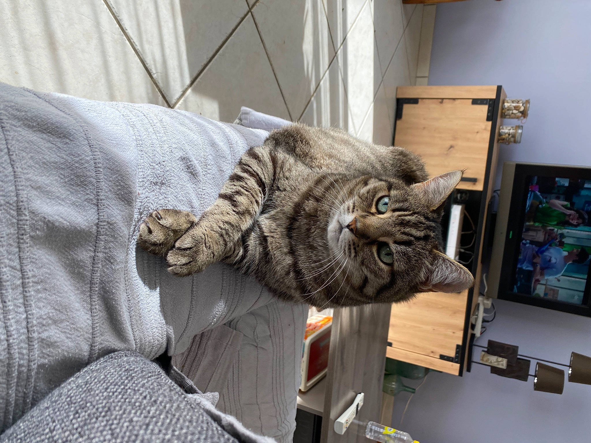 Misty participe au concours pour gagner de l'argent avec cette photo : box, carnivore, cat, comfort, couch, domestic_short_haired_cat, felidae, flooring, fur, grey, linens, nap, pattern, picture_frame, room, shelf, small_to_medium_sized_cats, tail, whiskers, wood