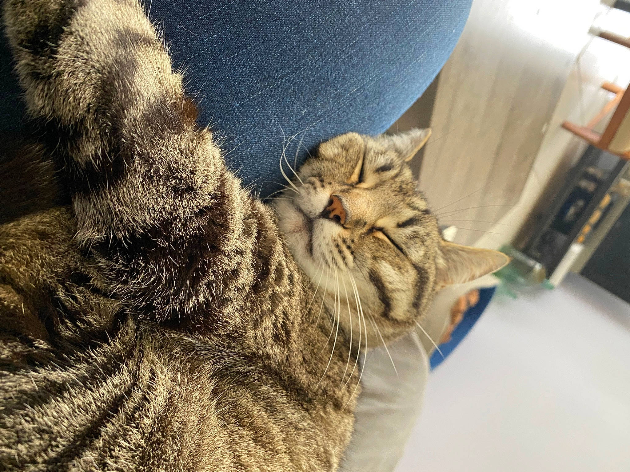 Misty a rejoint le concours — aidez-le/la à gagner de superbes lots ! carnivore, cat, chair, claw, comfort, domestic_short_haired_cat, felidae, fur, gesture, grey, nap, paw, small_to_medium_sized_cats, snout, tail, whiskers