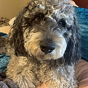 Ozzie is registered to the contest to win money with this photo: dog, curly_hair, bed, blanket, pillow, indoor, pet, cute, canine, fur, animal, resting, close_up, looking_at_camera, cozy, domestic, friendly, brown_eyes, sleepy, fluffy