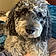 Ozzie