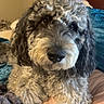 dog, curly_hair, bed, blanket, pillow, indoor, pet, cute, canine, fur, animal, resting, close_up, looking_at_camera, cozy, domestic, friendly, brown_eyes, sleepy, fluffy
