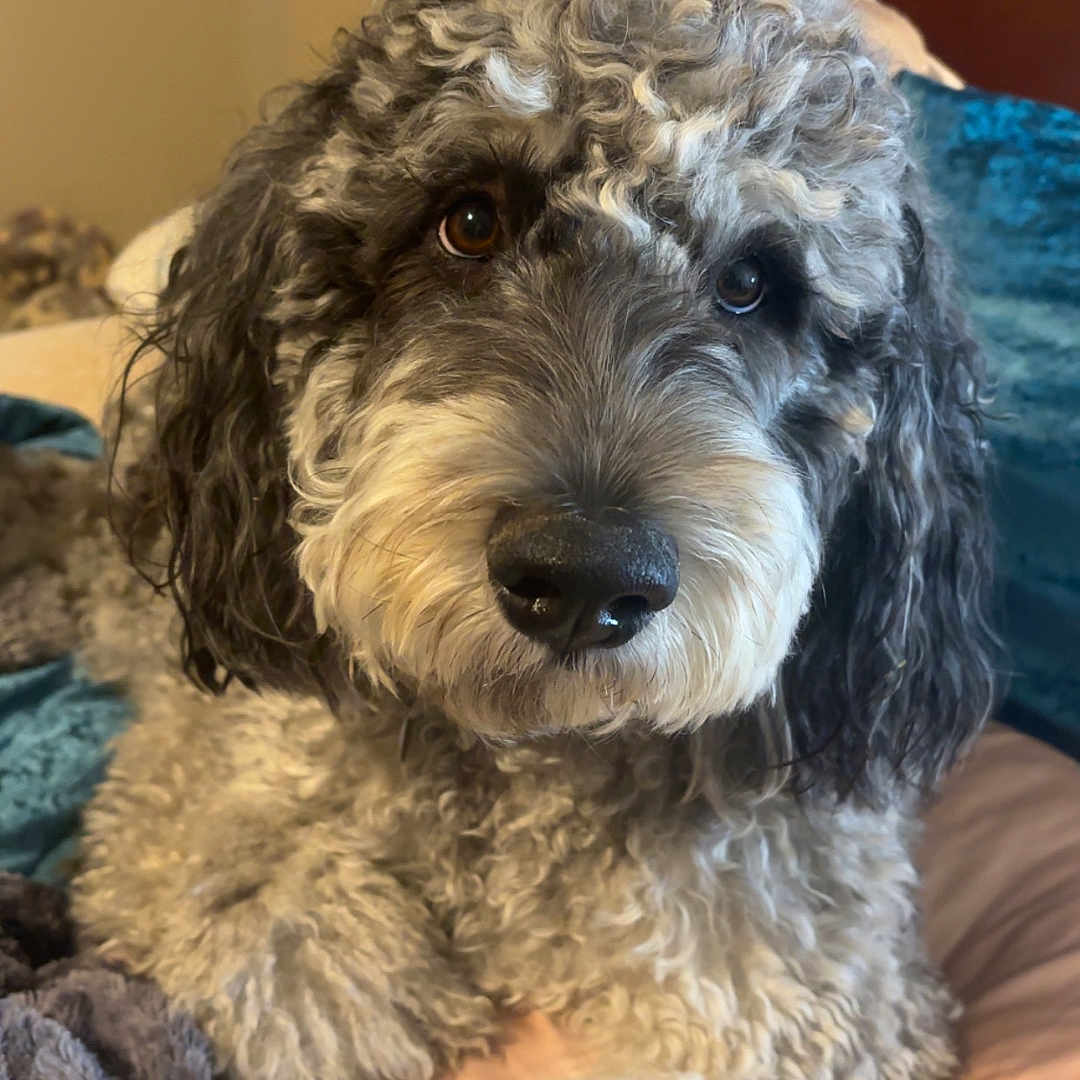 Ozzie