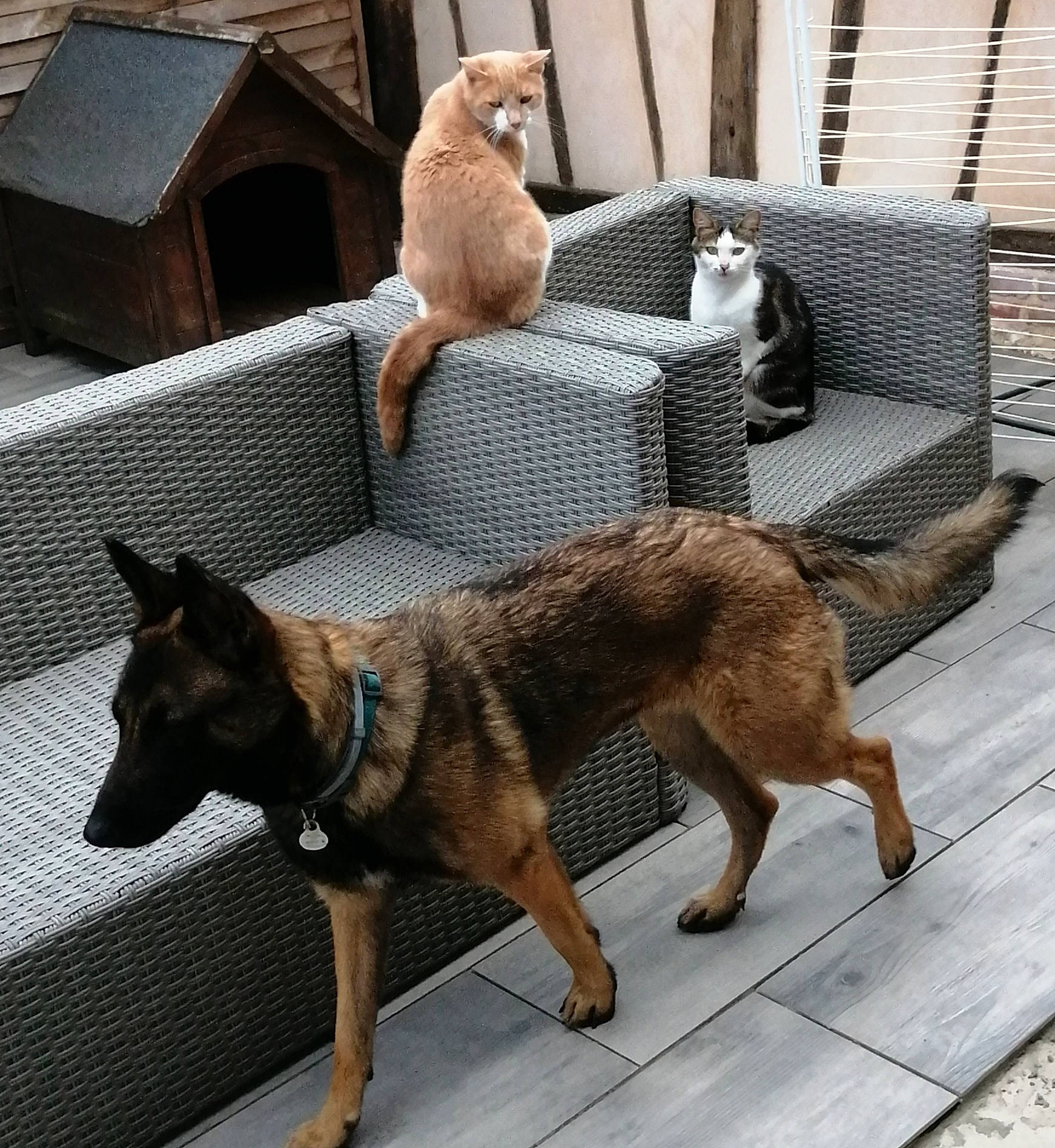 Tina a rejoint le concours — aidez-le/la à gagner de superbes lots ! carnivore, cat, comfort, companion_dog, dog, dog_breed, east_european_shepherd, fawn, felidae, german_shepherd_dog, herding_dog, king_shepherd, mammal, old_german_shepherd_dog, sporting_group, tail, vertebrate, window, wood, working_animal