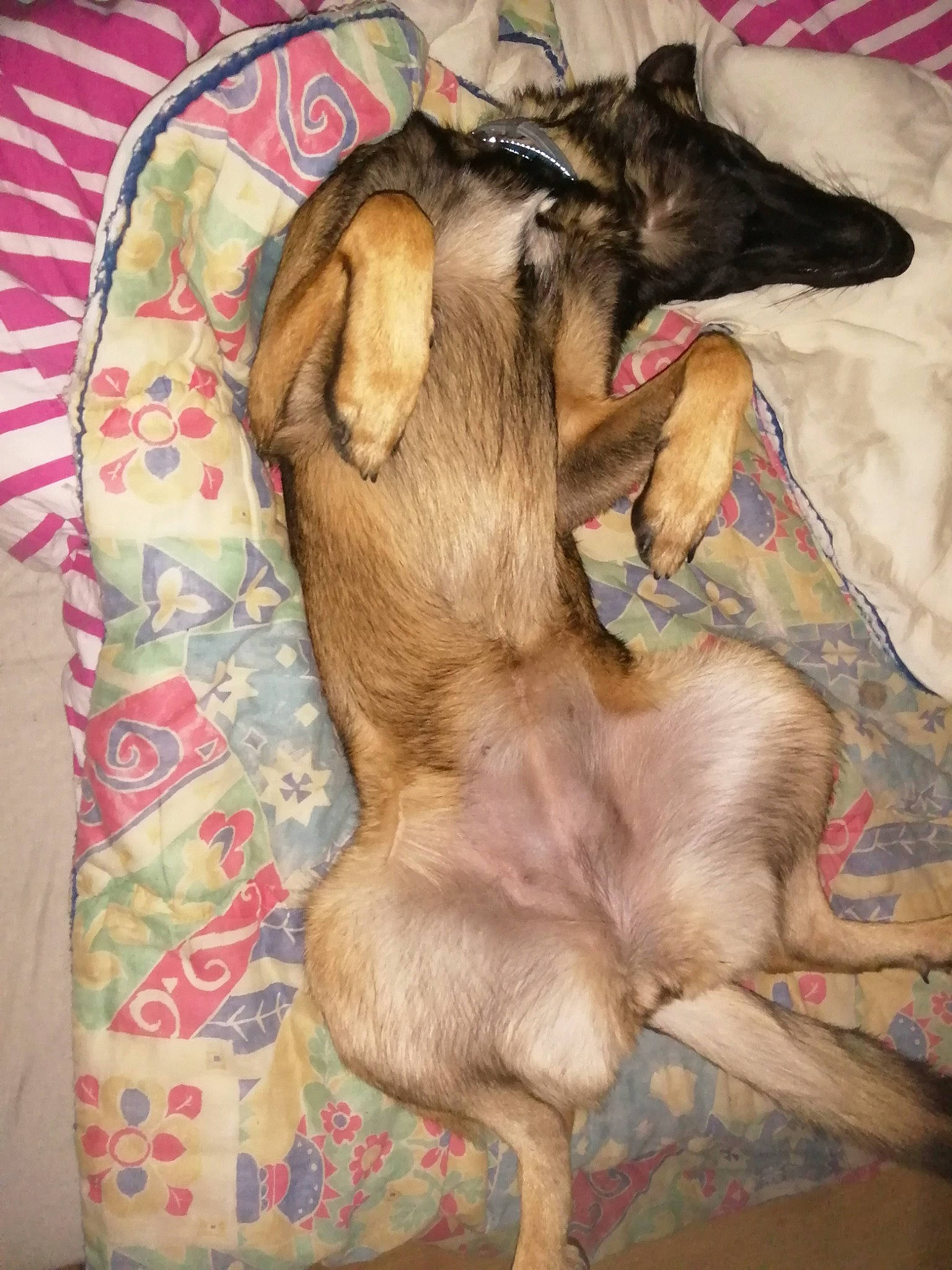 Tina a rejoint le concours — aidez-le/la à gagner de superbes lots ! canidae, carnivore, comfort, companion_dog, dog, dog_breed, dog_supply, fawn, fur, linens, liver, paw, snout, sporting_group, tail, toy_dog, working_animal