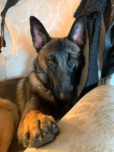 Tina a rejoint le concours — aidez-le/la à gagner de superbes lots ! canidae, carnivore, companion_dog, dog, dog_breed, east_european_shepherd, fawn, german_shepherd_dog, guard_dog, herding_dog, king_shepherd, old_german_shepherd_dog, snout, sporting_group, terrestrial_animal, working_animal, working_dog