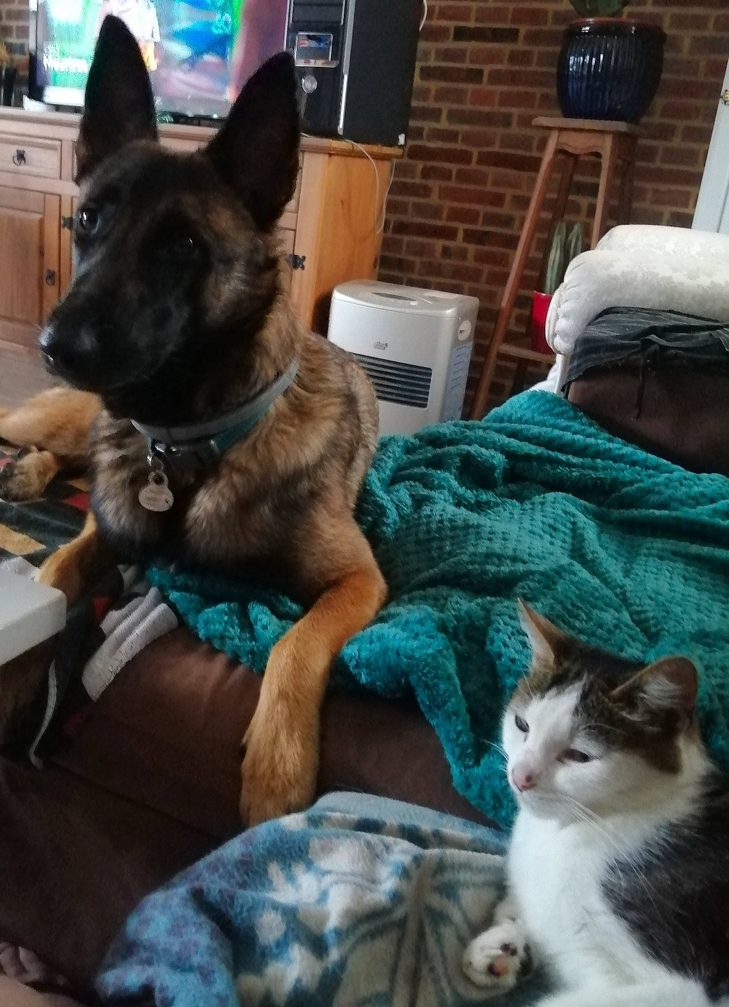 Tina a rejoint le concours — aidez-le/la à gagner de superbes lots ! carnivore, cat, collar, comfort, companion_dog, dog, dog_breed, dog_supply, domestic_short_haired_cat, fawn, felidae, fur, german_shepherd_dog, herding_dog, mammal, photograph, snapshot, snout, whiskers, working_animal