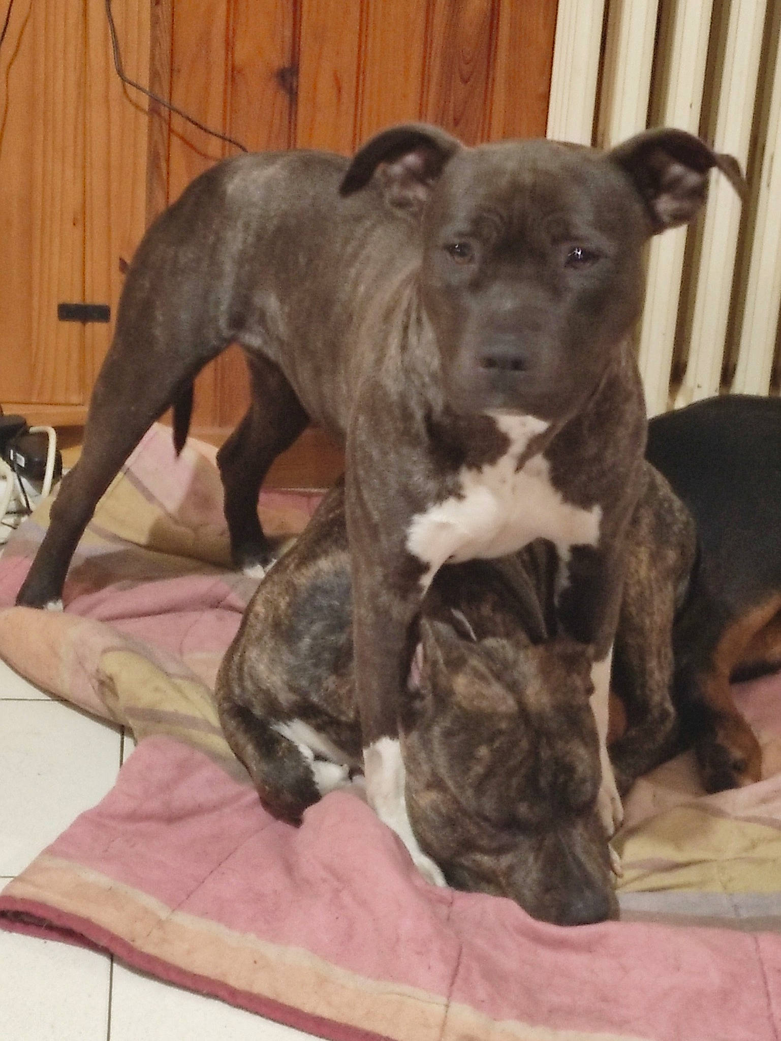 Purple a rejoint le concours — aidez-le/la à gagner de superbes lots ! borador, canidae, carnivore, comfort, companion_dog, dog, dog_breed, fawn, non_sporting_group, snout, sporting_group, tail, terrestrial_animal, working_animal