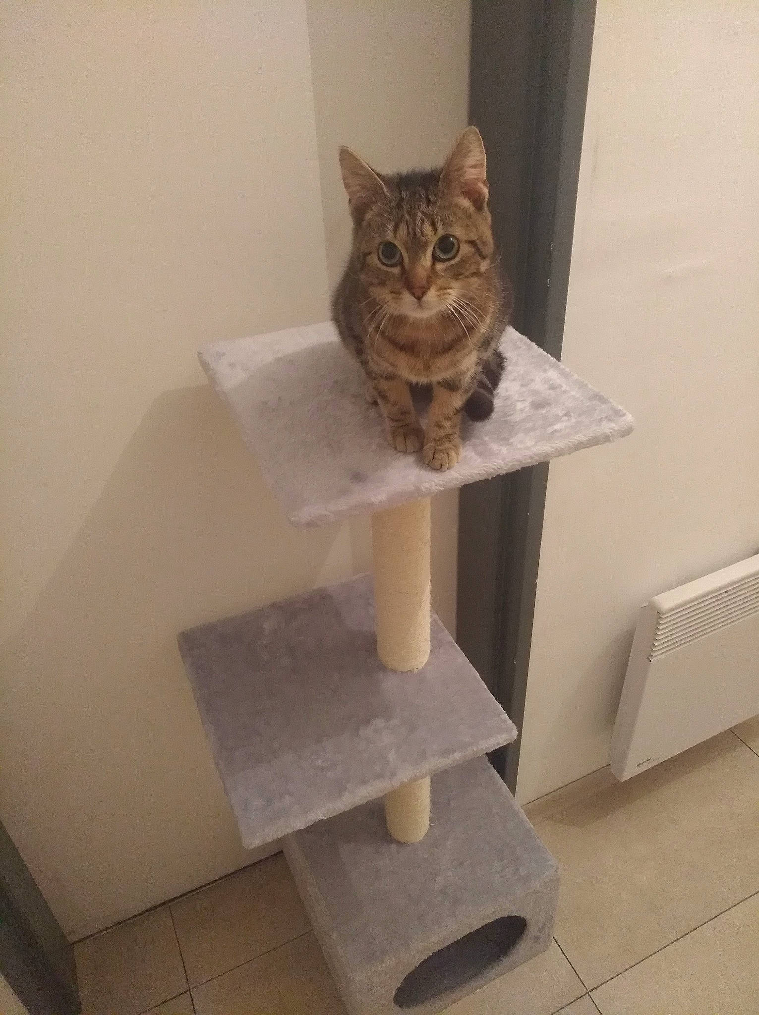 Jumbo Et Caramel participe au concours pour gagner de l'argent avec cette photo : carnivore, cat, cat_supply, domestic_short_haired_cat, fawn, felidae, floor, flooring, fur, grey, hardwood, pedestal, pet_supply, shelf, shelving, small_to_medium_sized_cats, stairs, tail, whiskers, wood