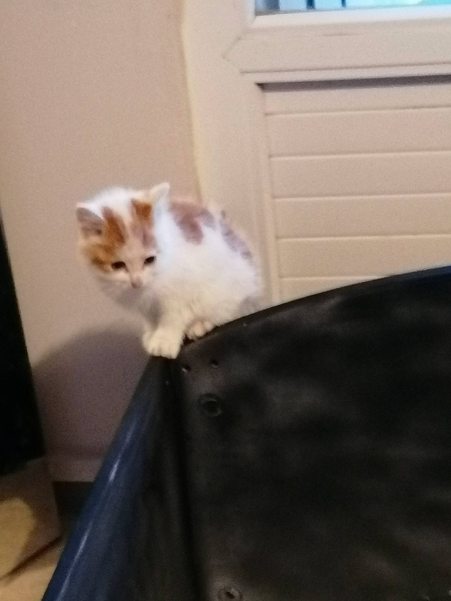 Jumbo Et Caramel a rejoint le concours — aidez-le/la à gagner de superbes lots ! carnivore, cat, chair, domestic_short_haired_cat, door, fawn, felidae, flooring, fur, hardwood, mammal, paw, plant, room, sitting, small_to_medium_sized_cats, tail, whiskers, window, wood