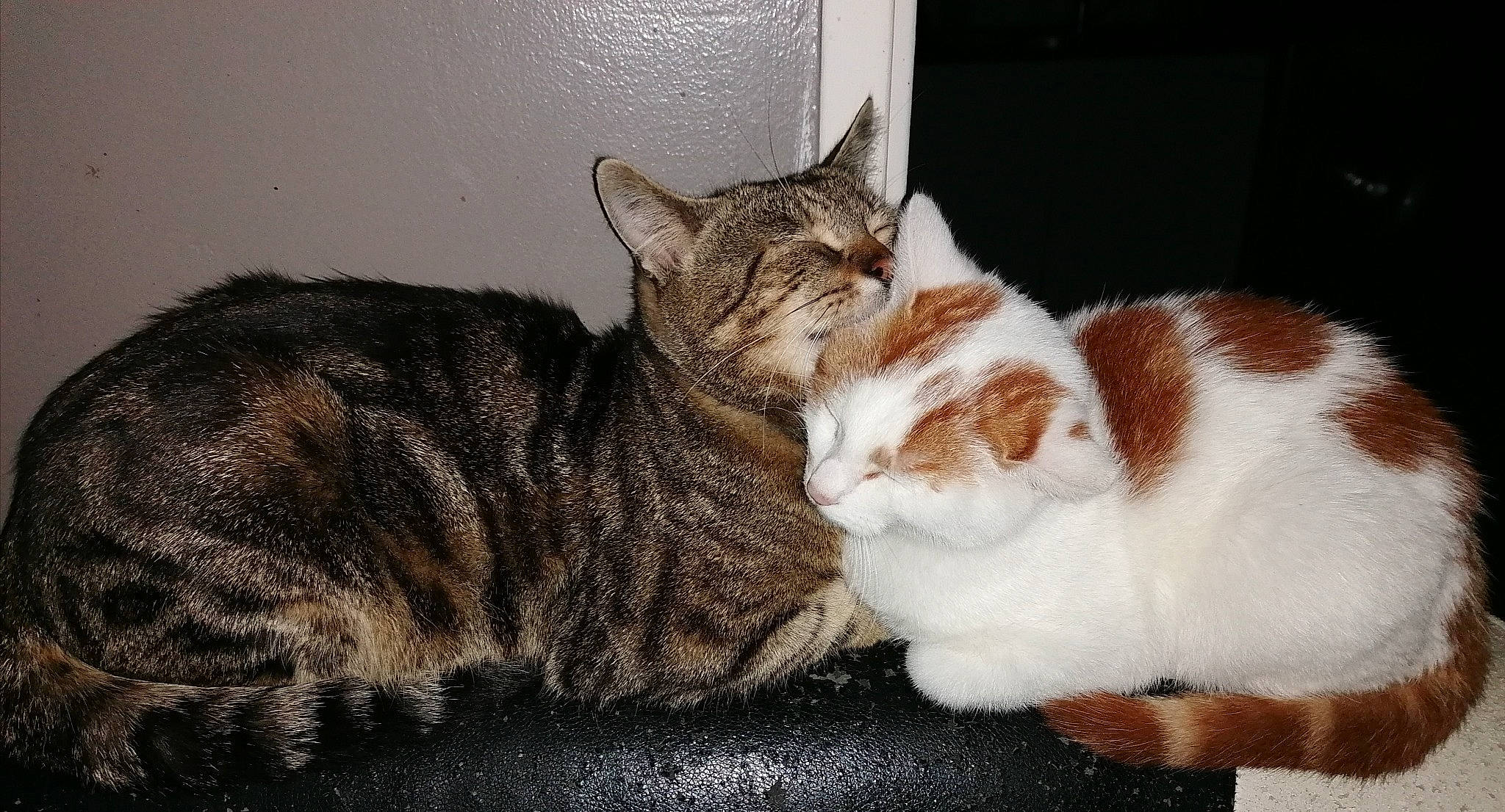 Jumbo Et Caramel a rejoint le concours — aidez-le/la à gagner de superbes lots ! carnivore, cat, comfort, domestic_short_haired_cat, fawn, felidae, fur, paw, small_to_medium_sized_cats, snout, tail, terrestrial_animal, whiskers