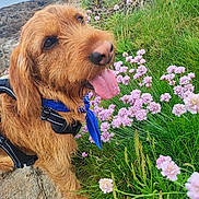 T'Y Baden Arzhel participe au concours pour gagner de l'argent avec cette photo : animal, blue_bandana, brown_dog, canine, close_up, coastline, dog, flowers, fur, grass, happy, nature, outdoor, panting, pet, pink_flowers, rocks, scenery, summer, tongue_out