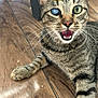 animal, cat, closeup, curious, cute, domestic_cat, face, floor, fur, indoor, laying_down, mouth_open, one_eye_clear, one_eye_cloudy, paw, pet, striped, tabby, whiskers, wooden_floor