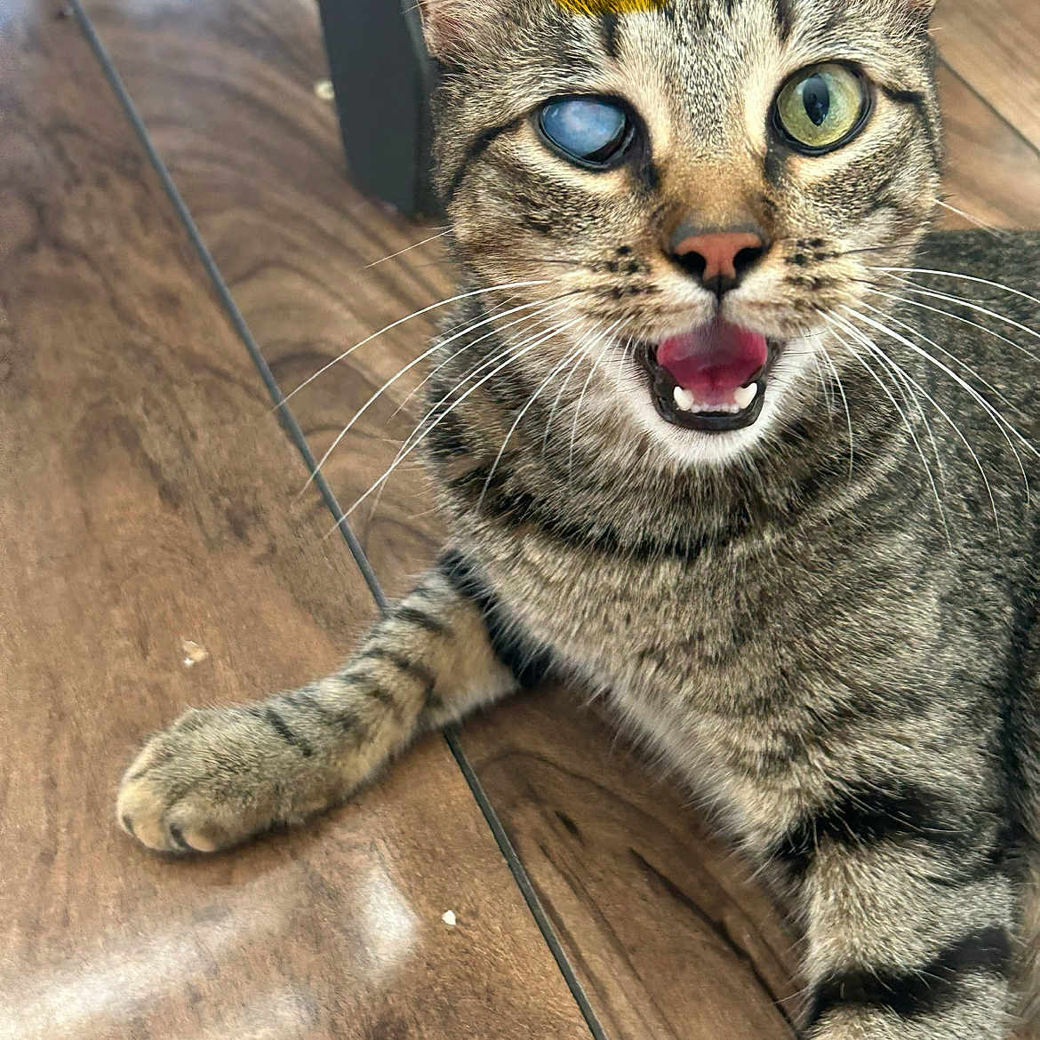 Princess is registered to the contest to win money with this photo: animal, cat, closeup, curious, cute, domestic_cat, face, floor, fur, indoor, laying_down, mouth_open, one_eye_clear, one_eye_cloudy, paw, pet, striped, tabby, whiskers, wooden_floor