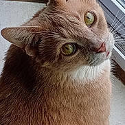 Simba is registered to the contest to win money with this photo: cat, indoor, close_up, pet, fur, green_eyes, whiskers, window, tile_floor, curious, animal, mammal, domestic, feline, looking_up, soft_fur, brown_fur, white_fur, ears, nose