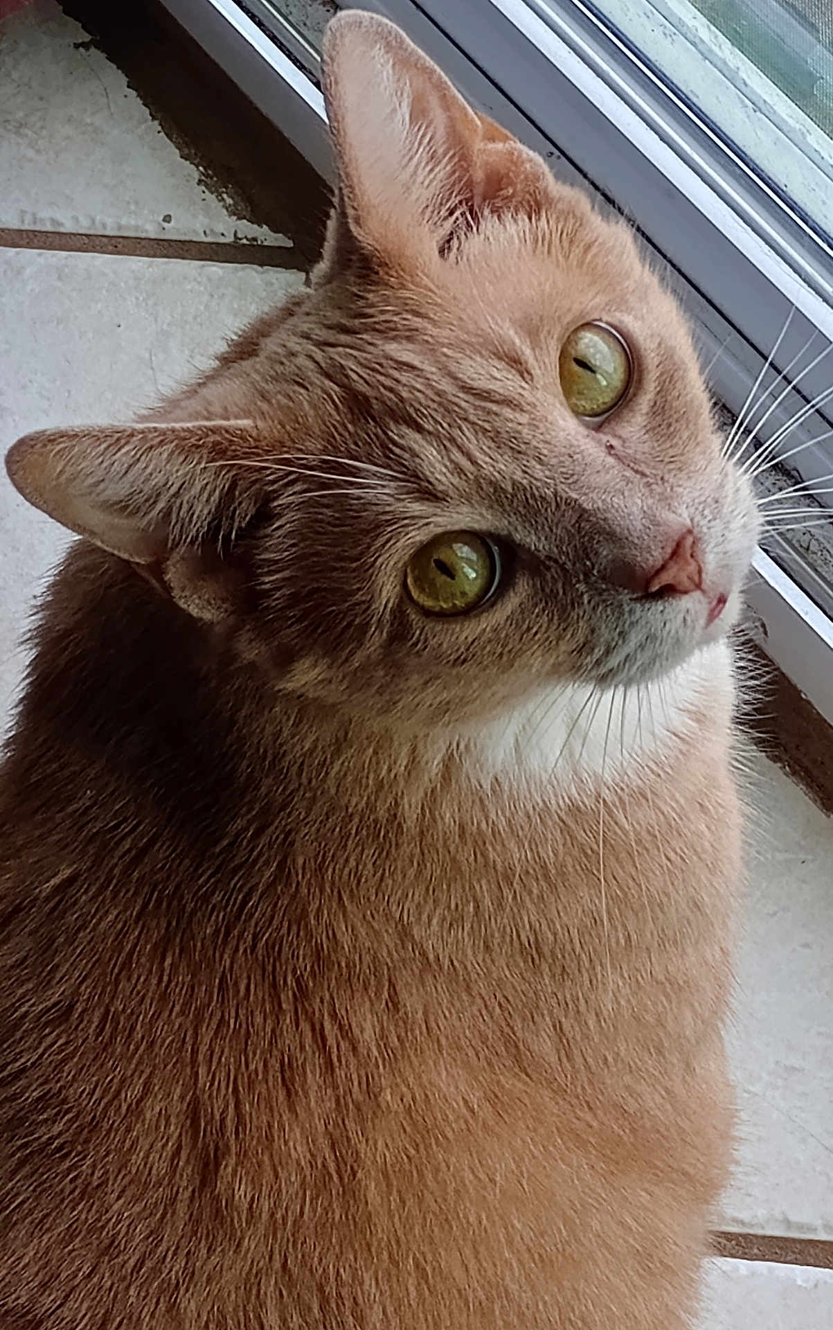 Simba