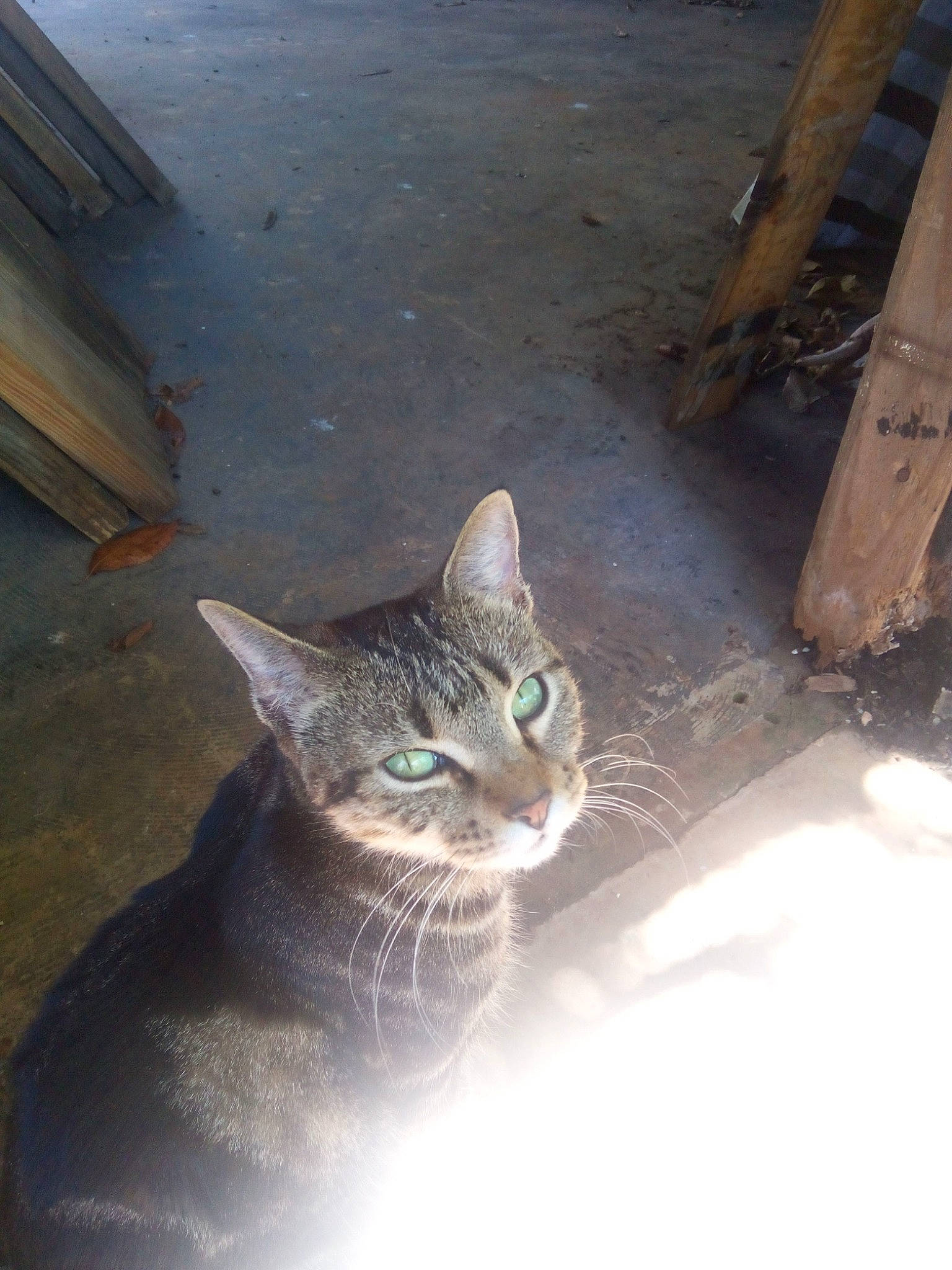 Linda joined the competition — help win amazing prizes! carnivore, cat, domestic_short_haired_cat, door, felidae, fur, road_surface, shadow, sitting, small_to_medium_sized_cats, snout, tail, terrestrial_animal, tree, whiskers, wildlife, window, winter, wood