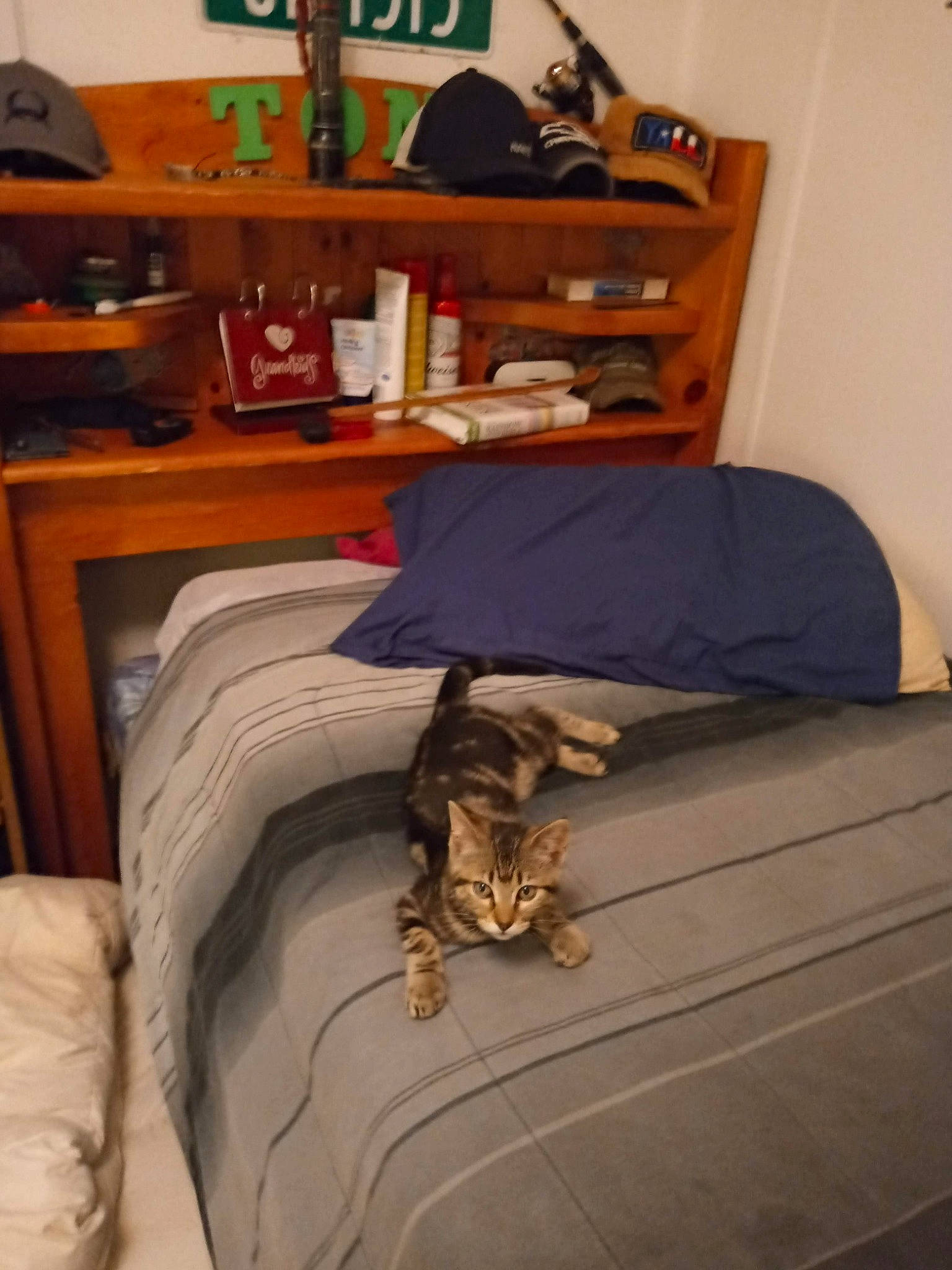 Linda is registered to the contest to win money with this photo: bed, bed_frame, bedding, bedroom, canidae, carnivore, cat, comfort, felidae, flooring, fur, grey, hardwood, linens, mattress, room, small_to_medium_sized_cats, vertebrate, whiskers, wood