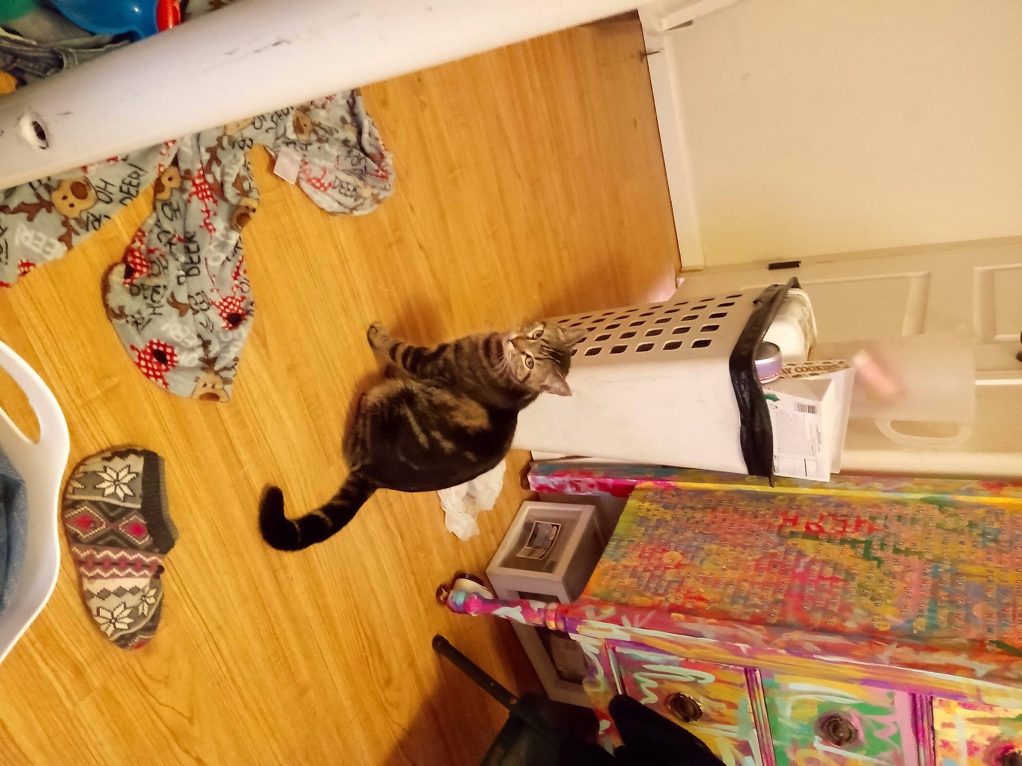 Linda is registered to the contest to win money with this photo: carnivore, cat, domestic_short_haired_cat, felidae, floor, flooring, hardwood, laminate_flooring, mammal, room, shelf, small_to_medium_sized_cats, table, tableware, tail, textile, vertebrate, whiskers, wood, wood_stain