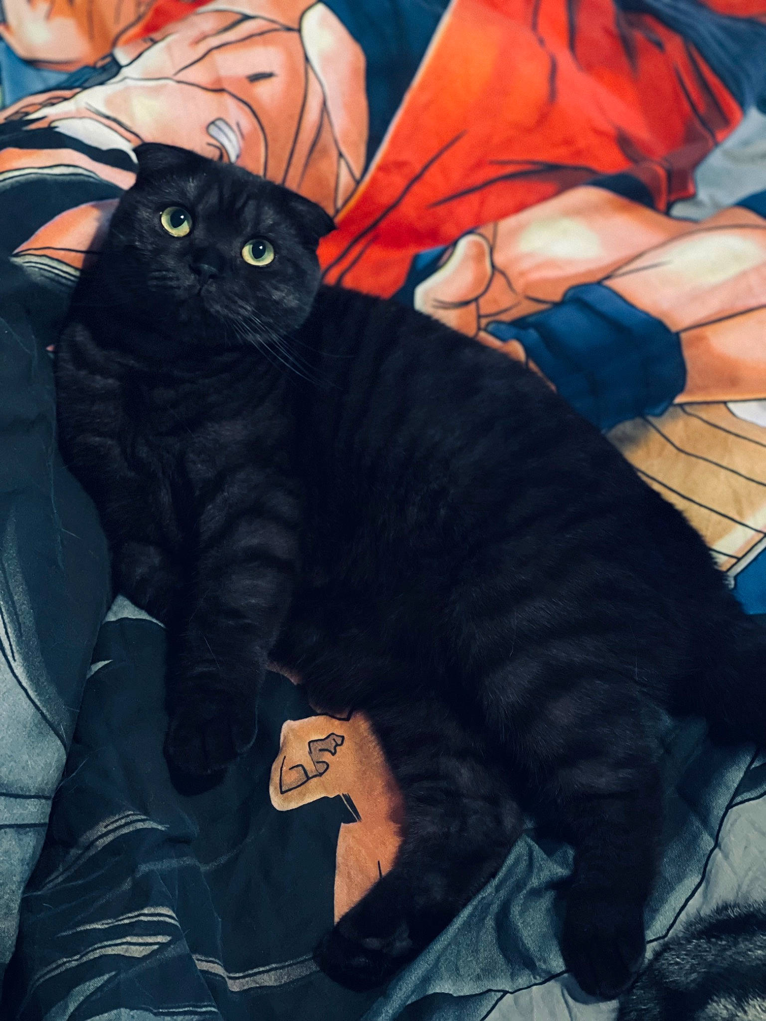 Shanna participe au concours pour gagner de l'argent avec cette photo : art, bag, carnivore, cat, comfort, cool, electric_blue, felidae, fur, gesture, glasses, mammal, orange, sitting, sleeve, small_to_medium_sized_cats, sunglasses, textile, vertebrate, whiskers