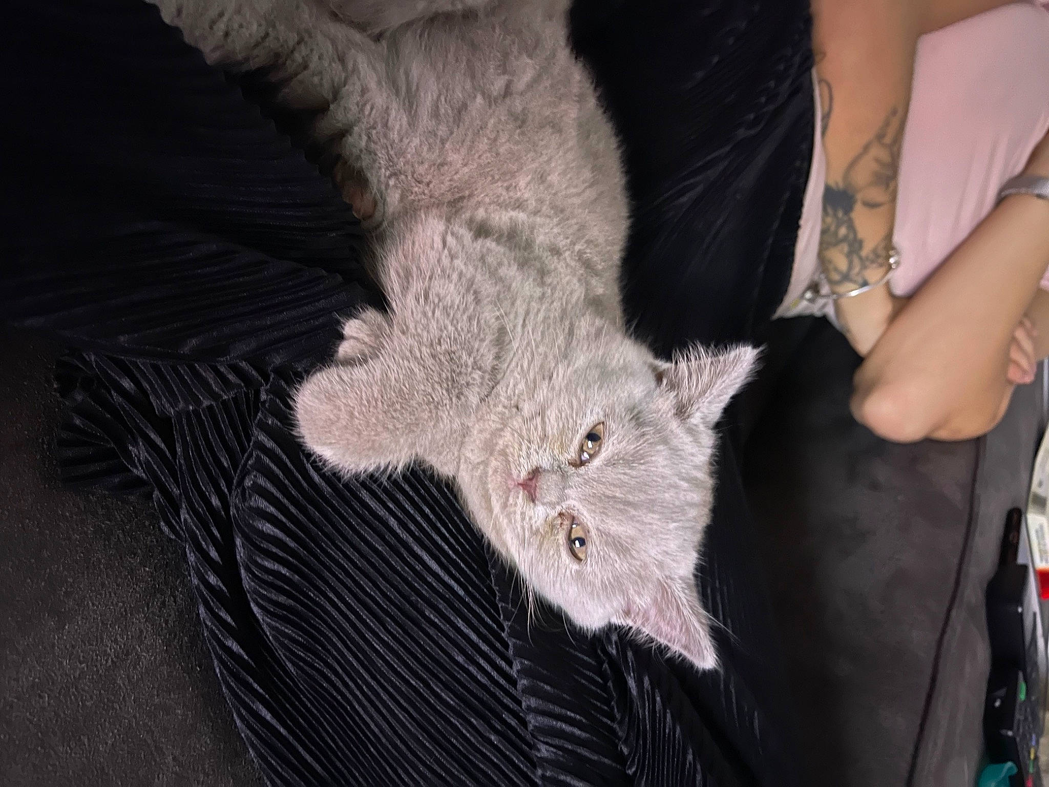 Emma participe au concours pour gagner de l'argent avec cette photo : carnivore, cat, claw, comfort, domestic_short_haired_cat, fawn, felidae, fur, grey, human_leg, leg, nail, small_to_medium_sized_cats, snout, t_shirt, tail, tree, whiskers, wood, wool