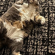 Smokey is registered to the contest to win money with this photo: cat, feline, pet, fur, paw, whiskers, lying_down, relaxed, indoor, carpet, pattern, texture, closeup, mammal, cute, animal, domestic, tabby, soft, resting