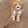 puppy, dog, leash, harness, brown_fur, white_paws, sidewalk, tile, outdoor, pet, cute, small_dog, fur, animal, canine, sitting, collar, young_dog, walking, pet_accessory