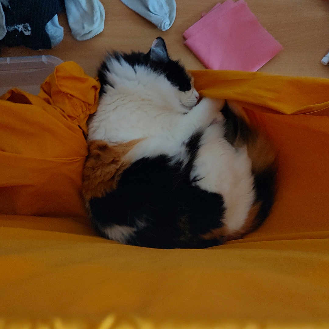 Titouille participe au concours pour gagner de l'argent avec cette photo : calico_cat, cat, cozy, curled_up, floor_tiles, footwear, household_items, indoor, legs, mismatched_slippers, person, pet, pink_napkin, resting, shorts, sleeping, slippers, socks, wooden_surface, yellow_fabric