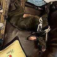 Hoss joined the competition — help win amazing prizes! dog, black_dog, leather_couch, harness, resting, indoor, pillow, floral_pillow, person, jeans, white_shirt, carpet, footwear, sneakers, relaxing, pet, home, sleeping, fur, canine