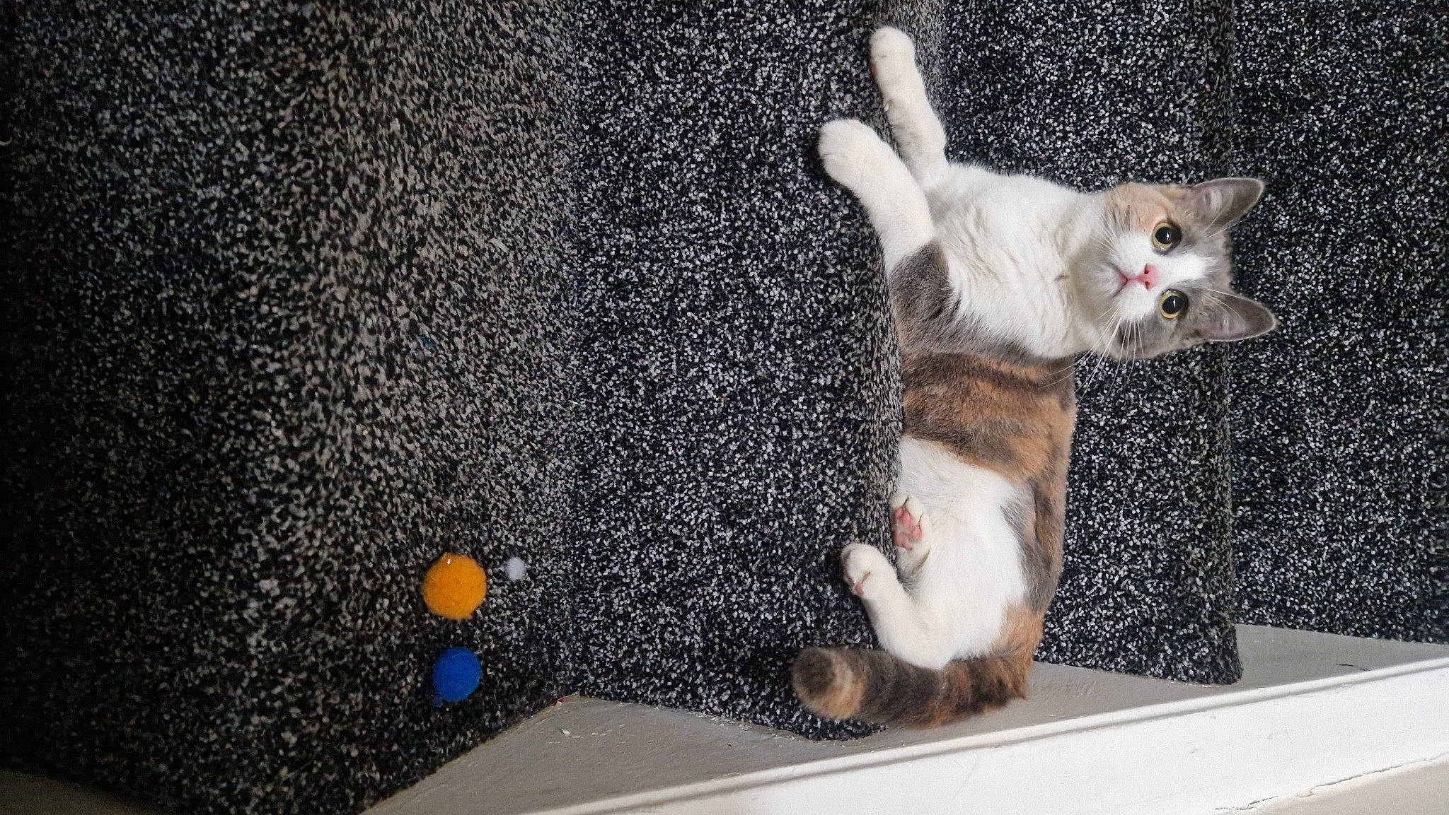 Berry joined the competition — help win amazing prizes! box, canidae, carnivore, cat, claw, comfort, companion_dog, couch, domestic_short_haired_cat, fawn, felidae, fur, paw, photo_caption, room, small_to_medium_sized_cats, stuffed_toy, tail, trampolining_equipment_and_supplies, whiskers