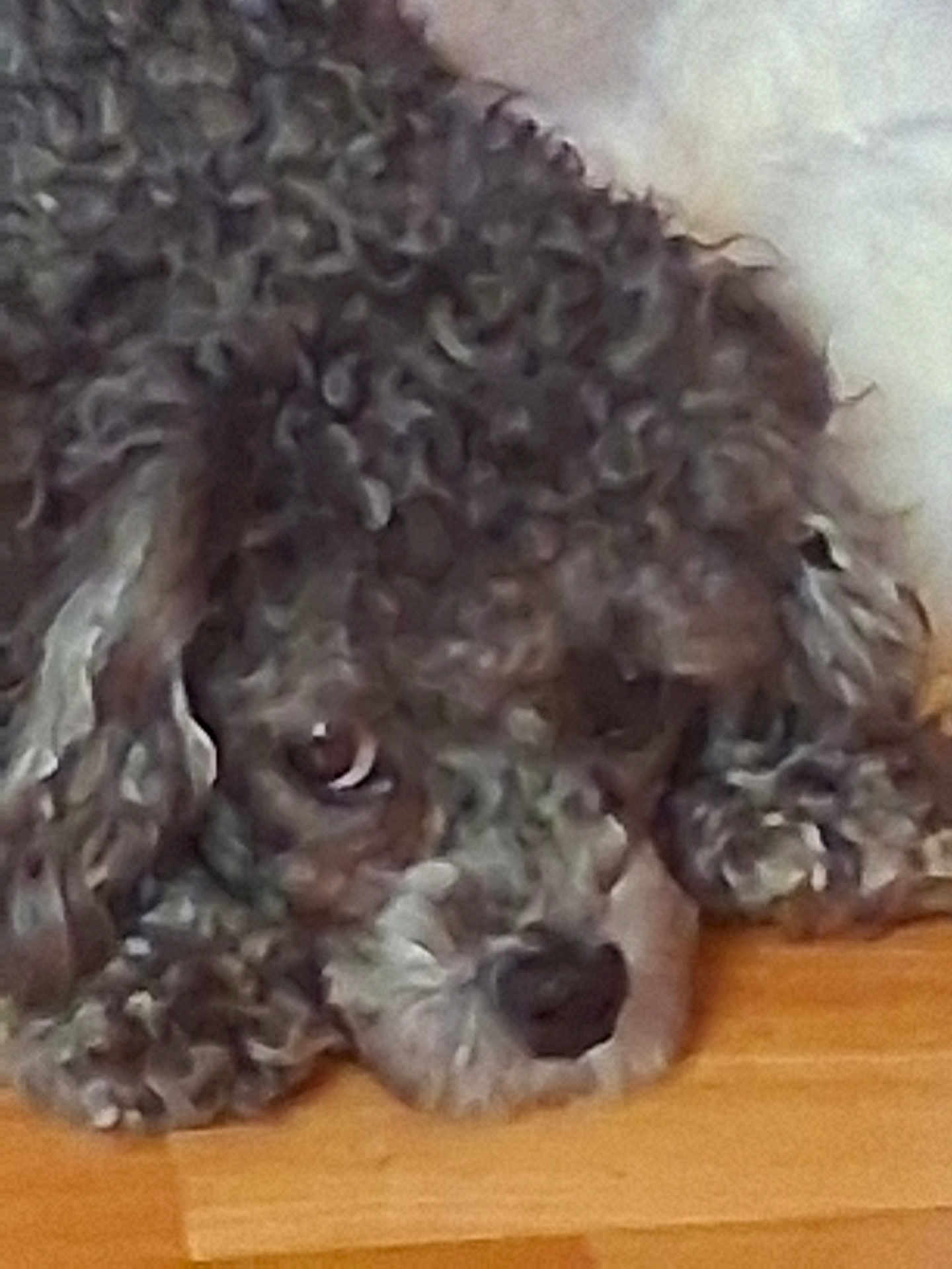 Bandit