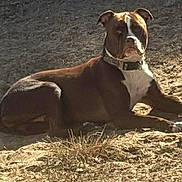 Burtis Thomas Boltin joined the competition — help win amazing prizes! dog, brown, white, collar, outdoor, sunlight, dry_ground, animal, pet, resting, canine, fur, laying_down, nature, daytime, quiet, alone, earth, grass, shadow