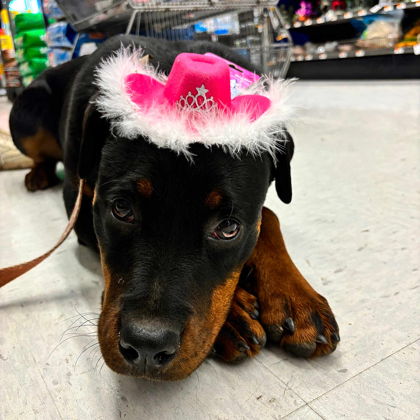 Lovebug joined the competition — help win amazing prizes! accessories, animal, canine, cap, clothing, cowboyhat, dog, grocerystore, hat, hound, indoors, labradorretriever, market, pet, puppy, shelf, shop, strap, sunhat, supermarket