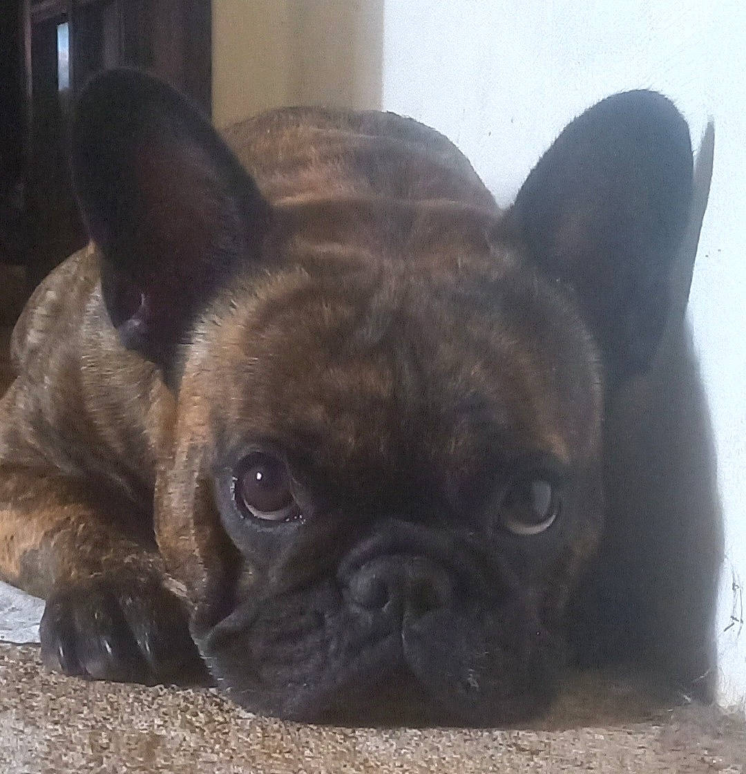 Joker a rejoint le concours — aidez-le/la à gagner de superbes lots ! animal, boxer, bulldog, canine, dog, frenchbulldog, head, person, pet, pitbull, puppy, snout