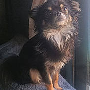 Kryspie participe au concours pour gagner de l'argent avec cette photo : animal, ball, canine, chihuahua, computerhardware, cushion, dog, electronics, hardware, homedecor, indoors, monitor, pet, puppy, screen, snout, sport, tennis, tennisball, text