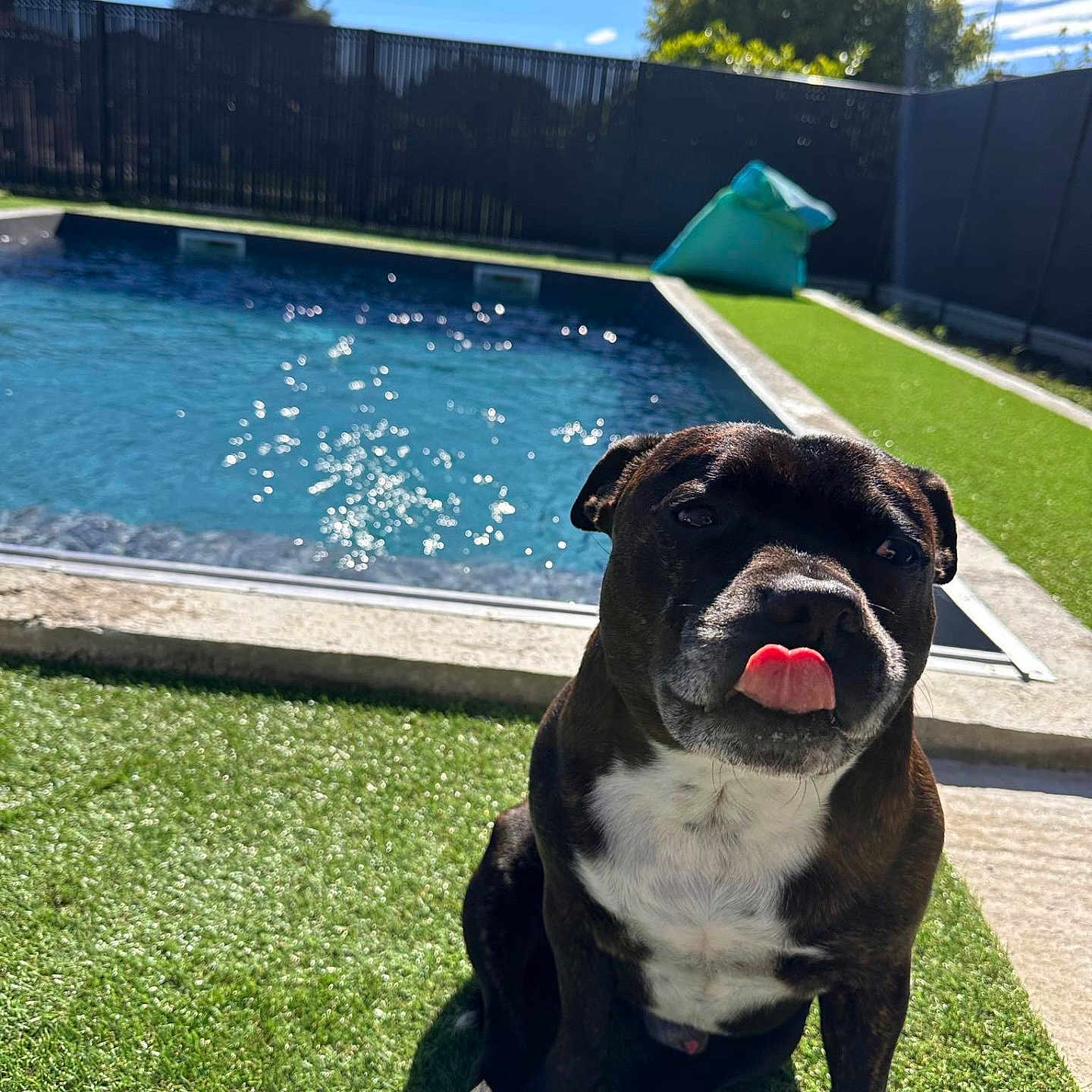 Mika a rejoint le concours — aidez-le/la à gagner de superbes lots ! animal, backyard, ball, boxer, bulldog, canine, dog, fence, grass, nature, outdoors, pet, plant, pool, pottedplant, puppy, summer, swimmingpool, water, yard