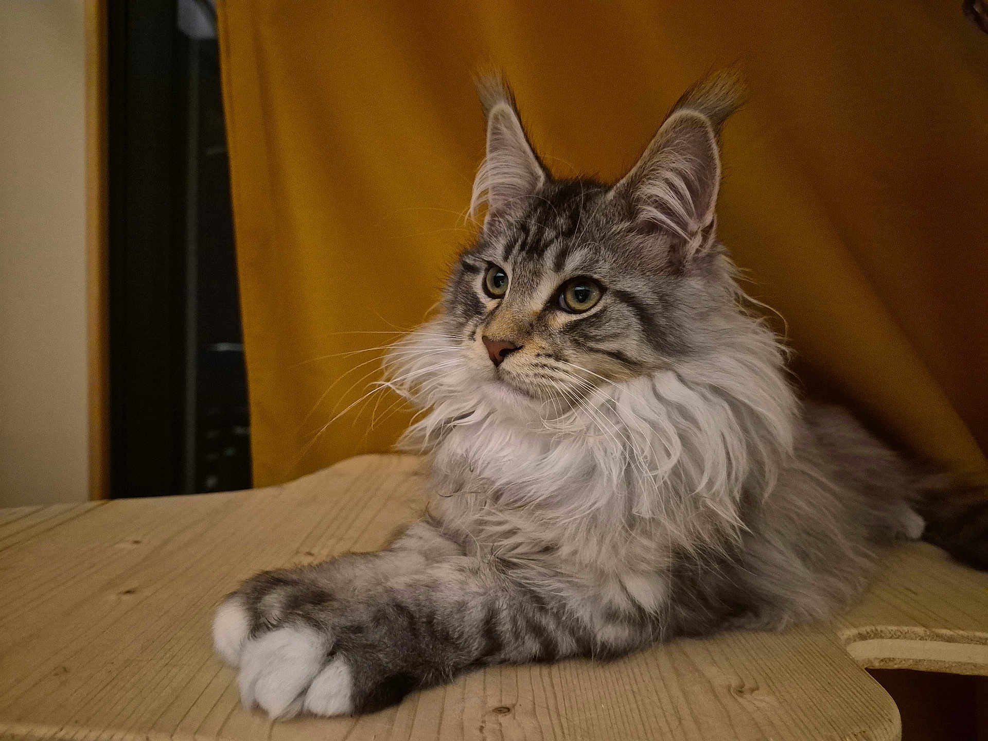 Anakin participe au concours pour gagner de l'argent avec cette photo : cat, fluffy, long_hair, tufted_ears, wooden_table, mustard_background, pet, feline, domestic_cat, relaxed, side_view, portrait, animal, whiskers, paws, indoor, cute, mammal, fur, alert