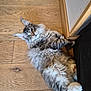 Anakin a rejoint le concours — aidez-le/la à gagner de superbes lots ! cat, fluffy, tabby, indoor, wooden_floor, relaxed, pet, feline, curious, white_paws, long_hair, lying_down, cozy, flooring, corner, domestic_animal, mammal, cute, young_cat, looking_up