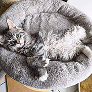 Anakin a rejoint le concours — aidez-le/la à gagner de superbes lots ! kitten, cat, fluffy, gray, white, cat_bed, indoor, pet, feline, cute, relaxed, fur, animal, small, cozy, looking, ears, eyes, floor, litter_box