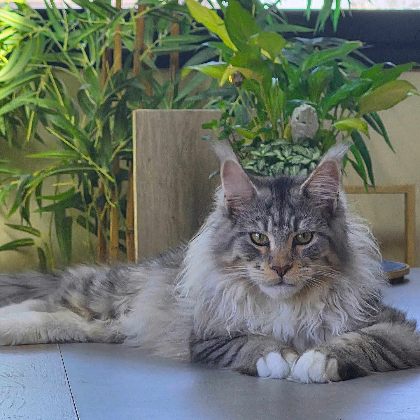 Anakin participe au concours pour gagner de l'argent avec cette photo : cat, long_hair, indoor, houseplant, greenery, tabletop, relaxed, feline, pet, domestic_animal, fur, whiskers, ears, eyes, plant_pot, modern_interior, natural_light, resting, close_up, home_decor