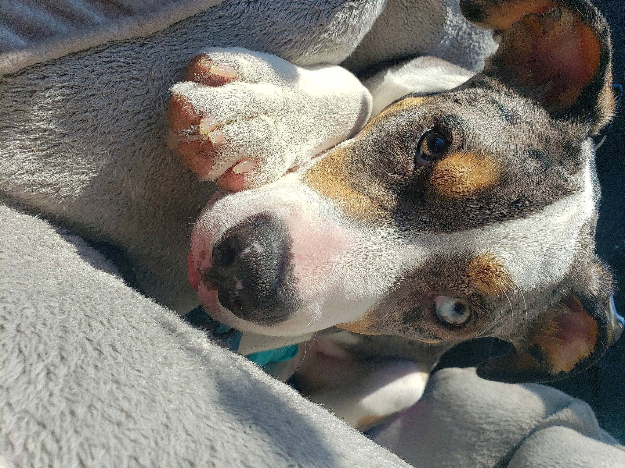 Auggie is registered to the contest to win money with this photo: canidae, carnivore, close_up, collar, comfort, companion_dog, dog, dog_breed, fawn, fur, guard_dog, non_sporting_group, paw, snout, sporting_group, street_dog, whiskers, working_animal, working_dog