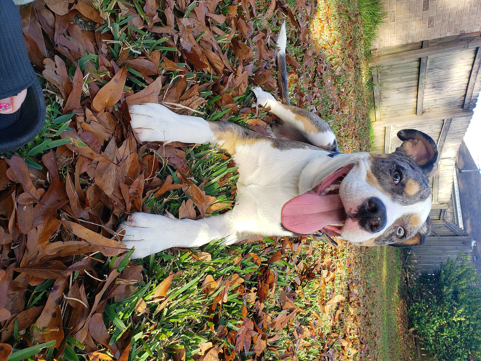 Auggie is registered to the contest to win money with this photo: canidae, carnivore, collar, companion_dog, dog, dog_breed, dog_collar, dog_supply, fawn, foot, grass, non_sporting_group, plant, sock, soil, sporting_group, tail, tree, working_animal, working_dog