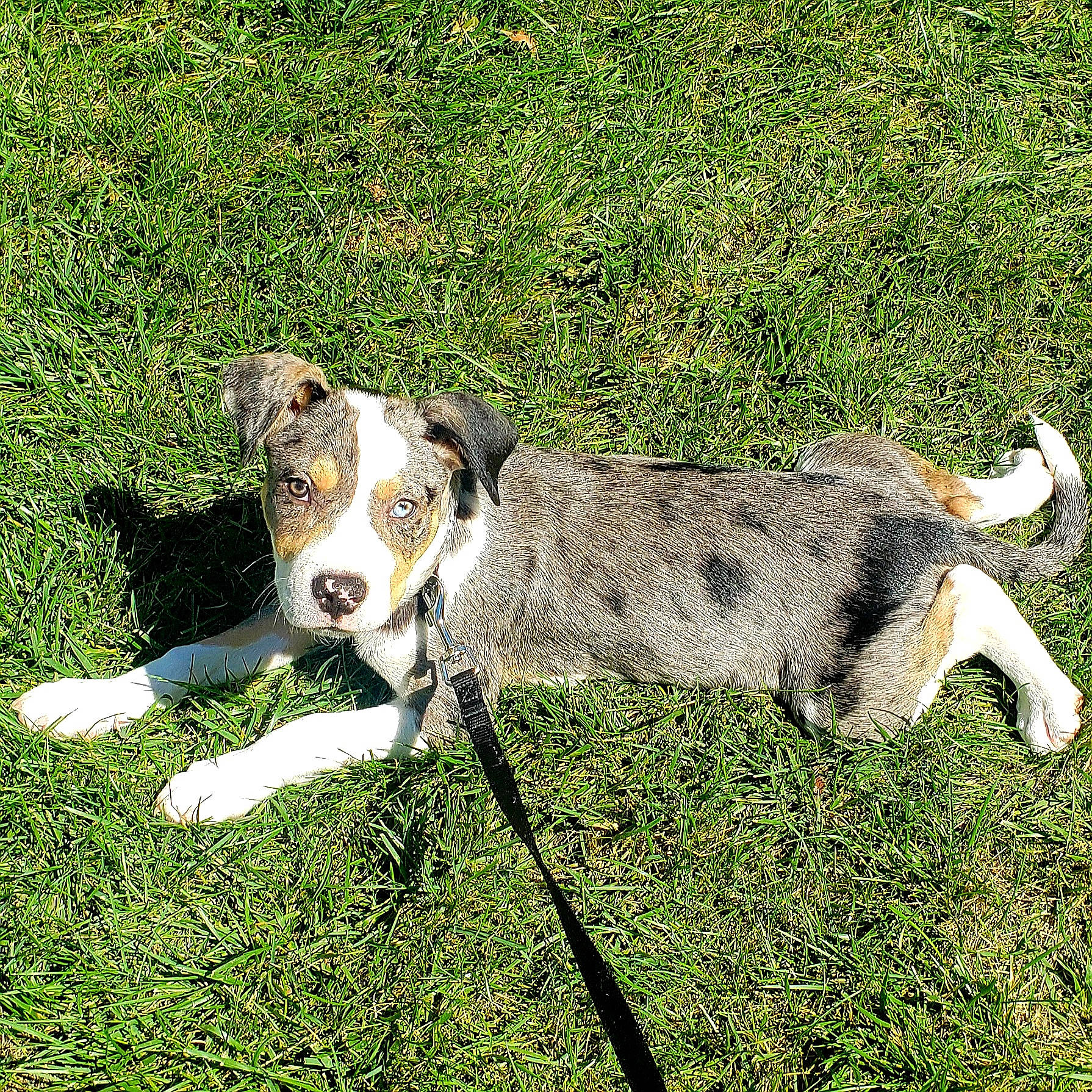 Auggie is registered to the contest to win money with this photo: canidae, carnivore, collar, companion_dog, dog, dog_breed, dog_collar, grass, groundcover, hunting_dog, non_sporting_group, snout, sporting_group, tail, terrestrial_animal, working_animal, working_dog