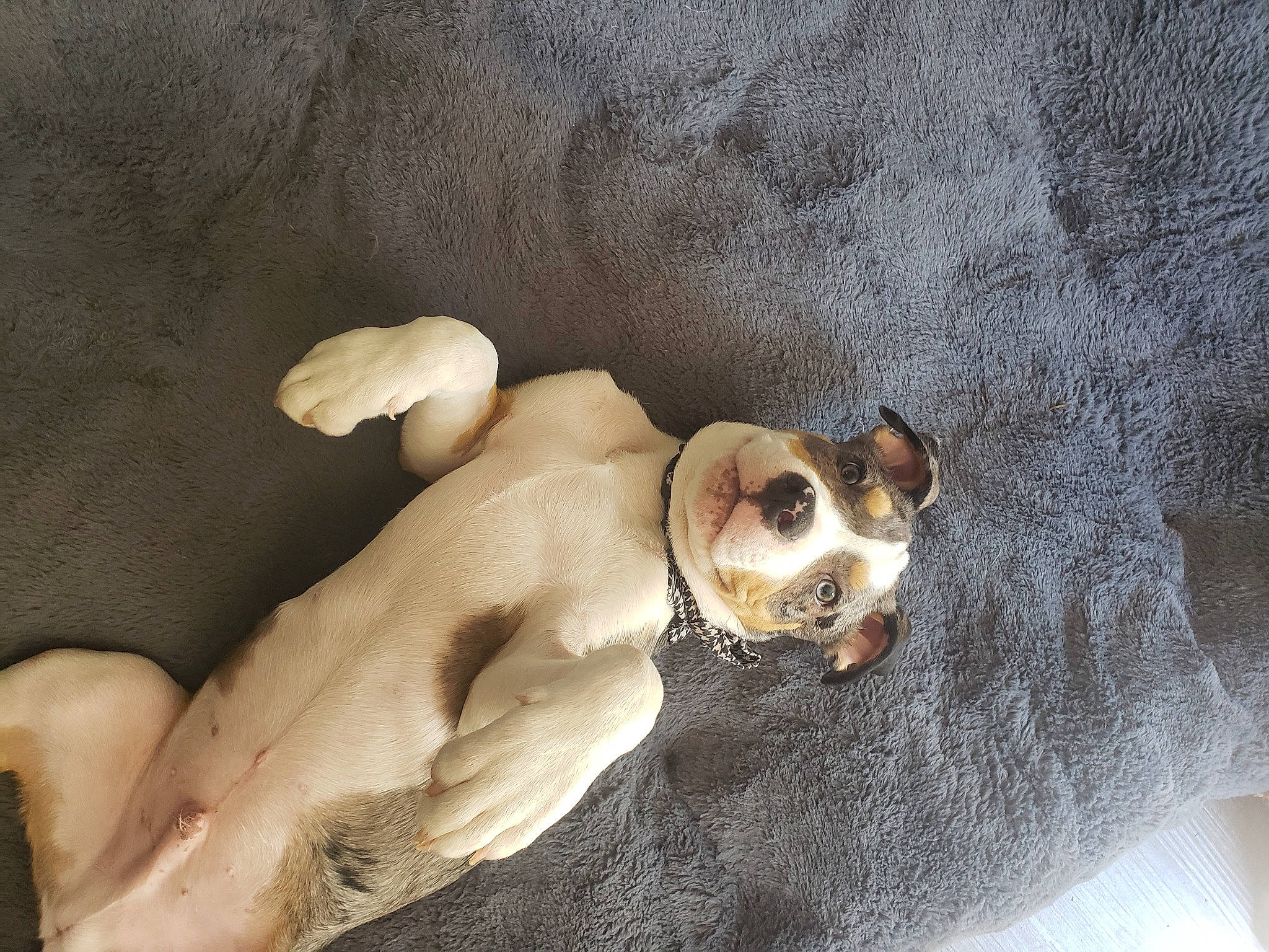 Auggie joined the competition — help win amazing prizes! bone, carnivore, comfort, companion_dog, dog, dog_breed, dog_supply, fawn, fur, linens, nap, non_sporting_group, paw, snout, sporting_group, terrestrial_animal, toy_dog, whiskers, working_animal