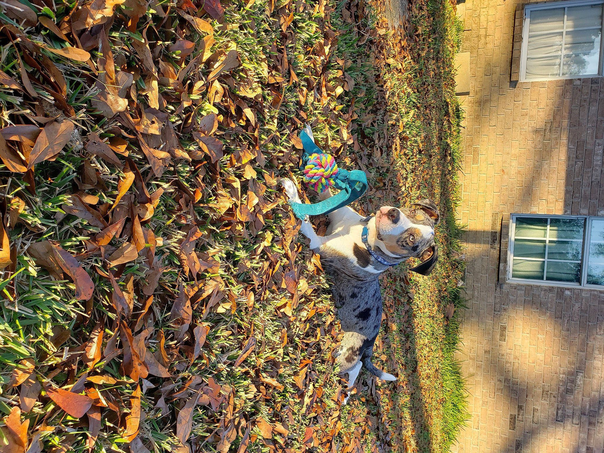 Auggie is registered to the contest to win money with this photo: autumn, brick, electric_blue, facade, grass, landscape, people_in_nature, plant, shadow, shrub, soil, tints_and_shades, tree, vegetation, window, wood, yard