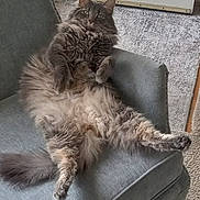 Chops joined the competition — help win amazing prizes! armchair, carpet, cat, cozy, cute, domestic_animal, fluffy, funny_pose, furniture, gray_cat, indoor, long_hair, lounging, mammal, paws, pet, relaxed, resting, tail, whiskers
