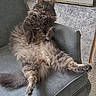 armchair, carpet, cat, cozy, cute, domestic_animal, fluffy, funny_pose, furniture, gray_cat, indoor, long_hair, lounging, mammal, paws, pet, relaxed, resting, tail, whiskers