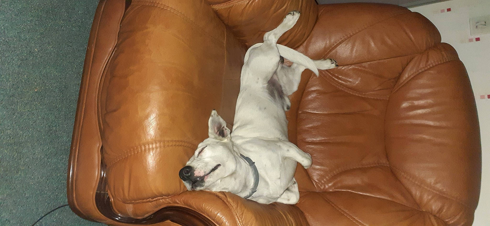 Stanley a rejoint le concours — aidez-le/la à gagner de superbes lots ! bean_bag, canidae, carnivore, comfort, companion_dog, couch, dog, dog_breed, fawn, foot, fur, human_leg, non_sporting_group, sculpture, snout, sporting_group, terrestrial_animal, toy_dog, working_animal, wrinkle